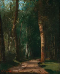 Allée dans une forêt